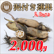 ［徳島産］朝掘り！泥付きれんこん2.0kgセット！
