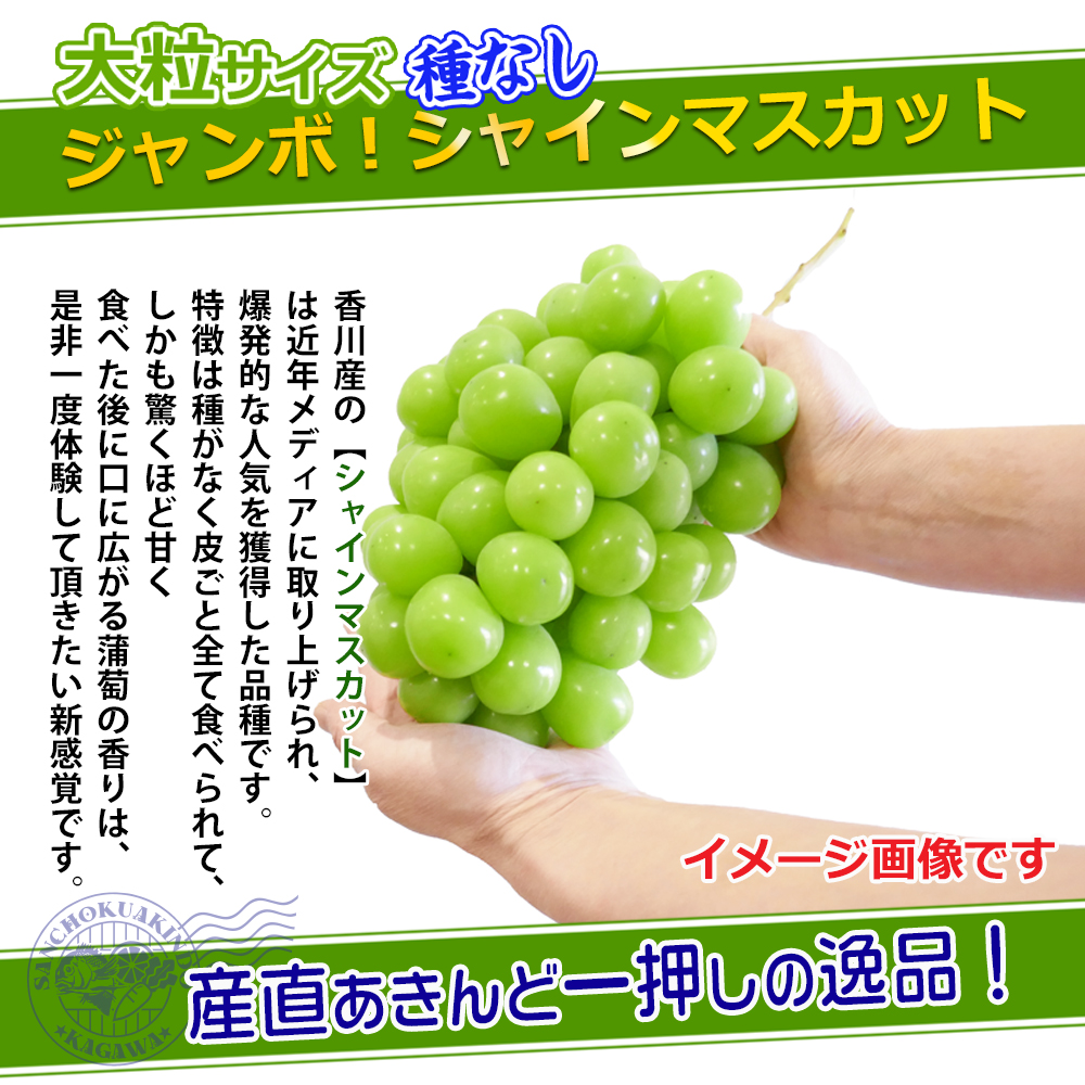 香川県産特選シャインマスカットの通販/販売店/お取り寄せ