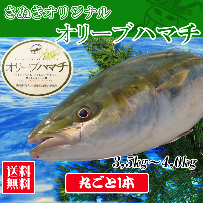 オリーブハマチの販売店　お歳暮