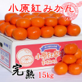 お歳暮みかん/販売店/小原紅早生みかん5kg/通販