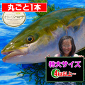 香川県産　オリーブハマチの値段/販売/通販/鮮魚店
