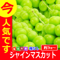 香川産のシャインマスカット秀品/お中元/ギフト/プレゼント