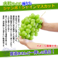 香川県産特選シャインマスカットの通販/販売店/お取り寄せ