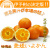 愛媛産送料無料！愛媛いよかん