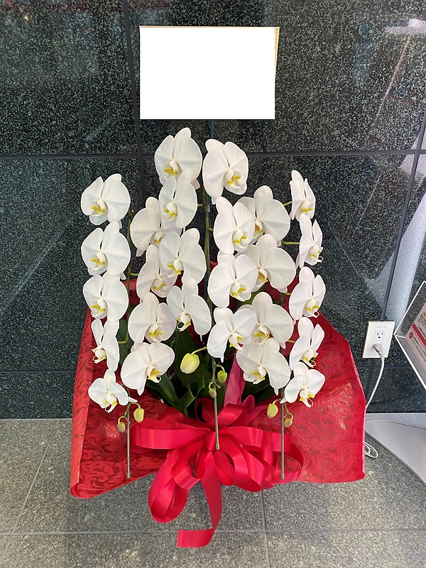 胡蝶蘭３本立ち　ご注文前の事前お電話で市場よりお取り寄せいたします。