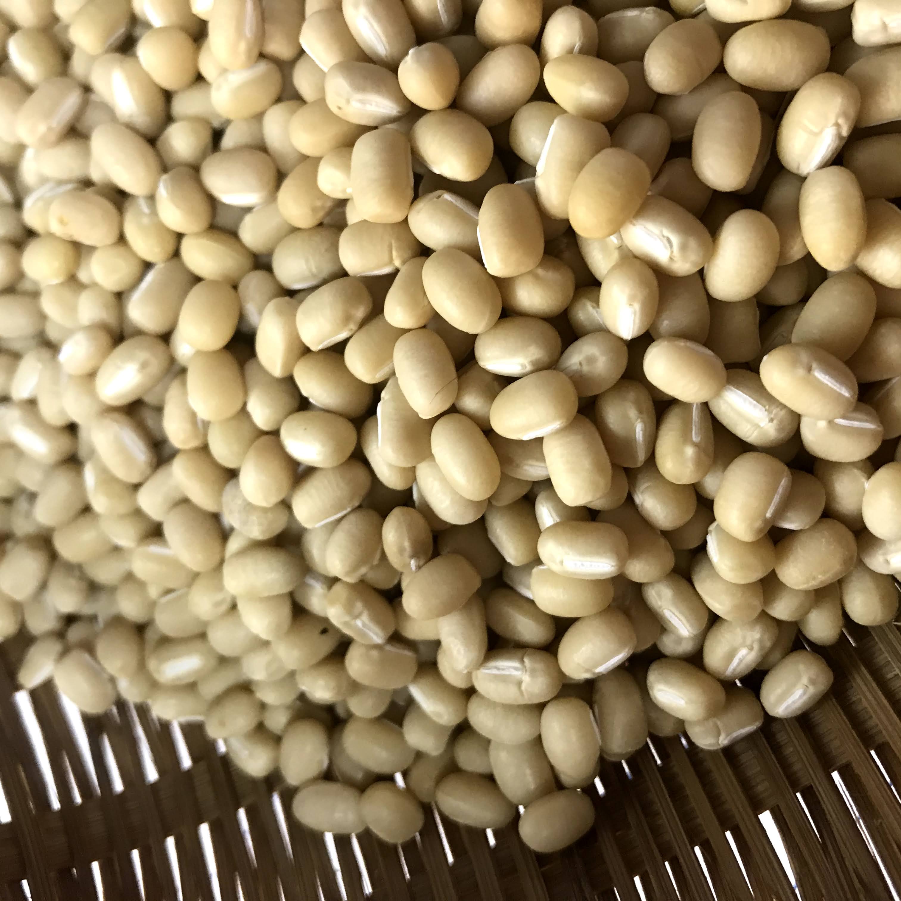 白小豆 白雪大納言