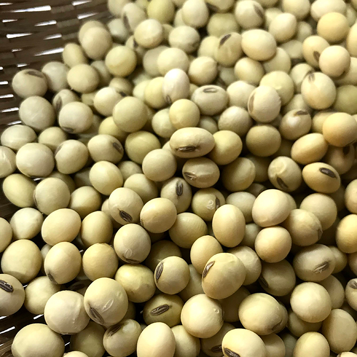 白大豆