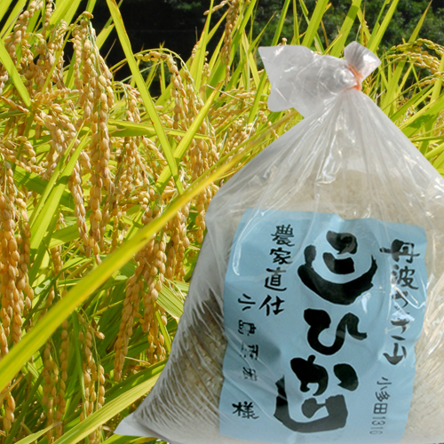丹波篠山こしひかり♡稲苗 張り替える 約4500本程度