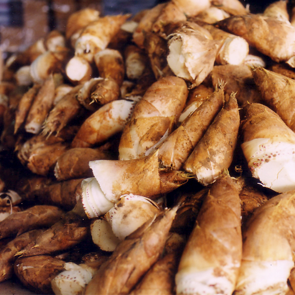 京都報恩寺産たけのこ（筍）山菜の通販／丹波篠山食料品店 