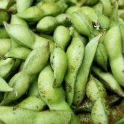 枝豆（バラ）