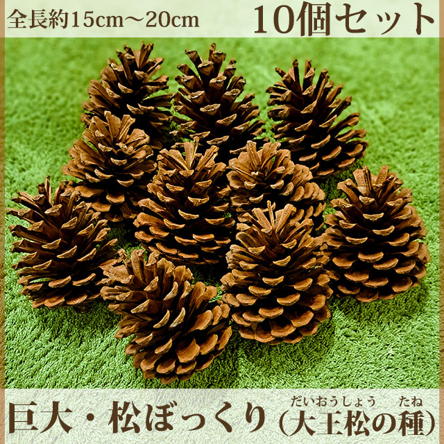 大王松（だいおうしょう・だいおうまつ）の種・巨大な松ぼっくり・10個セット