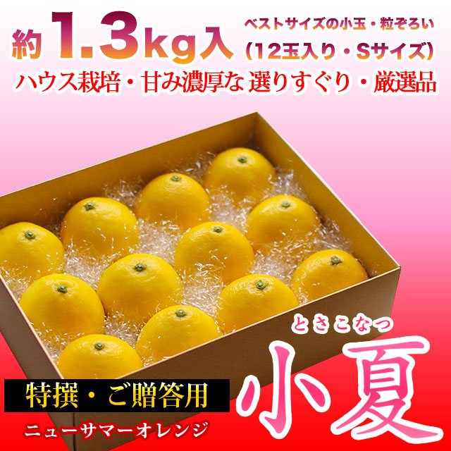 ギフト用・特選ご贈答・土佐小夏（高知県産・ハウス小夏・山波・丸波）・小箱（約1.3kg）・Sサイズ【送料無料（関東～九州）】