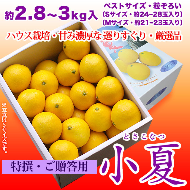 特選ご贈答用・土佐小夏（高知県産・ハウス小夏・山波・丸波など）・中箱（約2.8～3kg）・S～Mサイズ