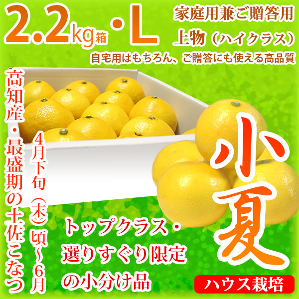 土佐小夏（高知県産）・家庭用兼ご贈答用（上物・ハイクラス）・小箱（約2.2kg）・Lサイズ