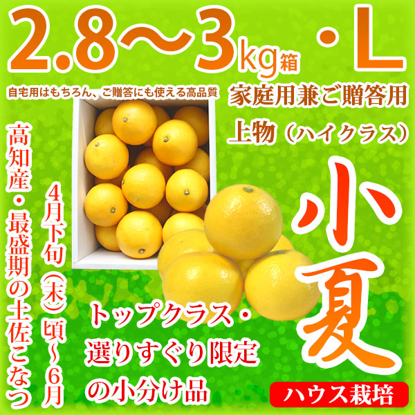 土佐小夏（高知県産）・家庭用兼ご贈答用（上物・ハイクラス）・中箱（約2.8～3kg）・Lサイズ
