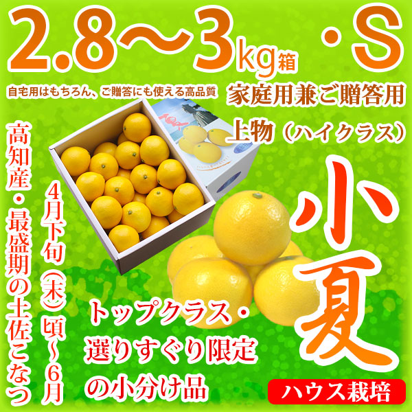 土佐小夏（高知県産）・家庭用兼ご贈答用（上物・ハイクラス）・中箱（約2.8～3kg）・Sサイズ