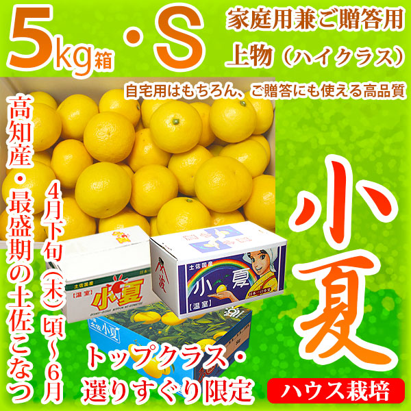 土佐小夏（とさこなつ）・高知県産・家庭用兼ご贈答用（上物・ハイクラス）・大箱（約5kg）・Sサイズ