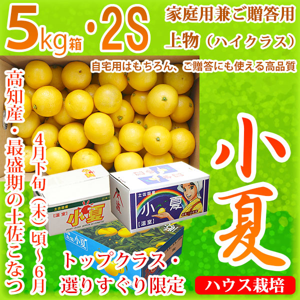 土佐小夏（とさこなつ）・高知県産・家庭用兼ご贈答用（上物・ハイクラス）・大箱（約5kg）・SSサイズ