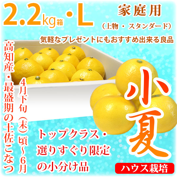 土佐小夏（高知県産）・家庭用（上物・スタンダード）・小箱（約2.2kg）・Lサイズ