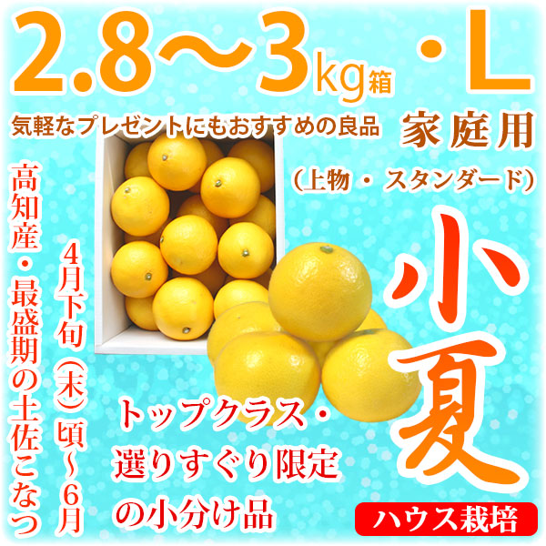 土佐小夏（高知県産）・家庭用（上物・スタンダード）・中箱（約2.8～3kg）・Lサイズ