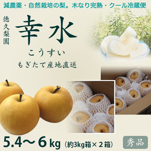 【木なり完熟・もぎたてクール便】幸水梨（こうすいなし）・秀品5.4～6kg（中箱×2箱セット）・12～18玉