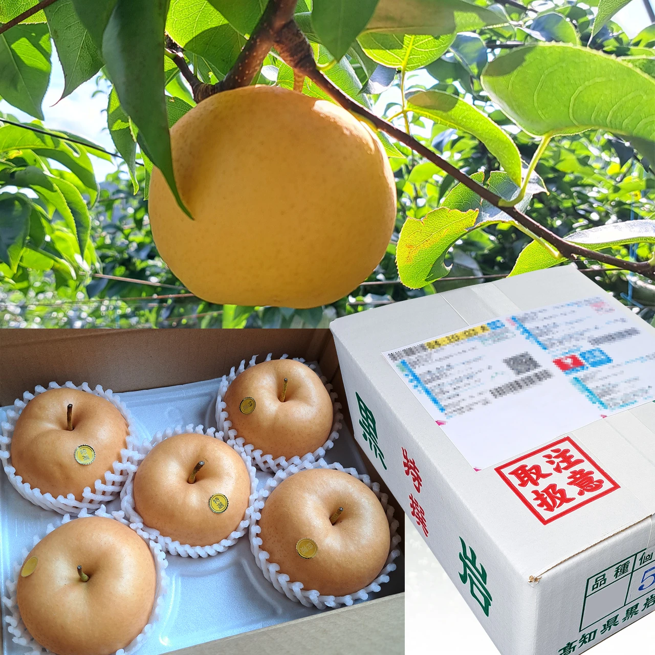 黒岩産・秋月（あきづき）梨（なし）・秀品・2kg（4～6玉）