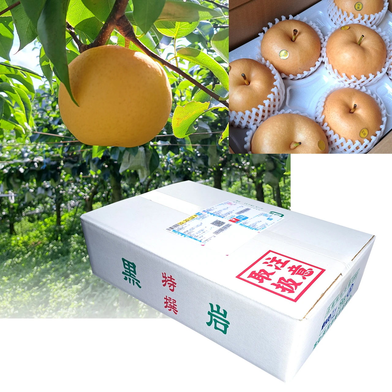 黒岩産・秋月（あきづき）梨（なし）・秀品・5kg（10～12玉）