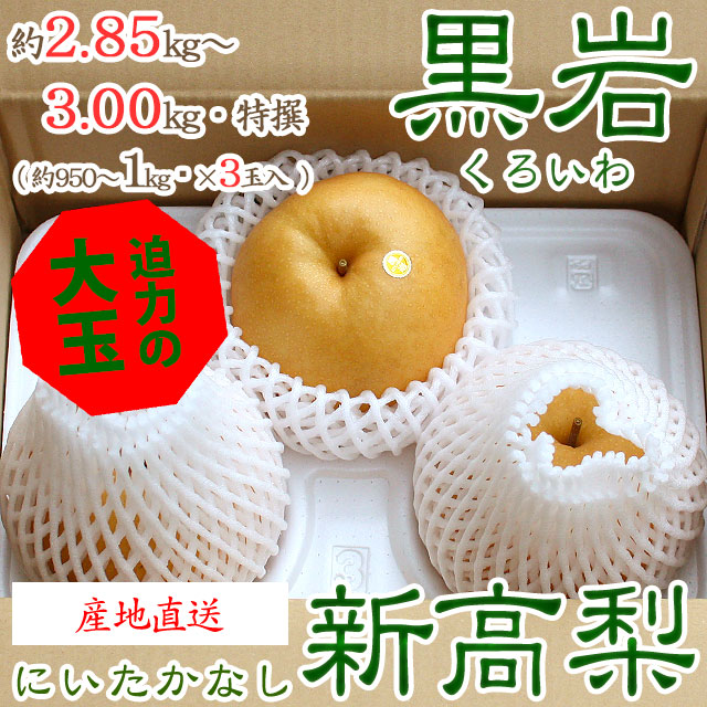 【産地直送】黒岩（くろいわ）産の新高梨（にいたかなし）・高知県佐川町黒岩梨出荷組合・梨農家厳選品・秀品・約2.85～3.00kg・3玉入り