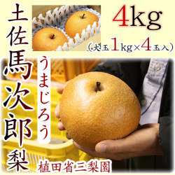 【送料無料】冬の梨・土佐馬次郎（うまじろう）梨・植田省三梨園・4kg（大玉1kg×4玉入）【産地直送】