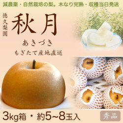 秋月梨（あきづきなし）秀品3kg・5～7玉入り【産地直送】