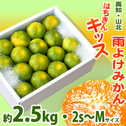 雨よけみかん・はちきんキッス・高知・山北・光センサー選果・約2.5kg・2S～Mサイズ【送料無料】