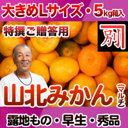 【産地直送】別役さんちの山北マルチ栽培みかん・露地もの・早生・秀品（特撰ご贈答用）・5kg・大きめＬサイズ【送料無料（関東～九州）】