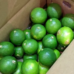 【高知県産】ラフマイヤー グリーン レモン・約1.3kg～約5kg・M～Lサイズ程度【送料無料（関東～九州）】