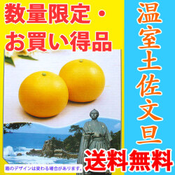 温室土佐文旦（ハウス栽培品）・数量限定・お買い得品