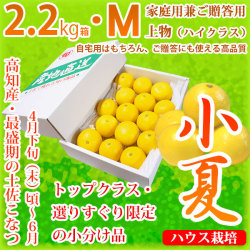 土佐小夏（高知県産）・家庭用兼ご贈答用（上物・ハイクラス）・小箱（約2.2kg）・Mサイズ