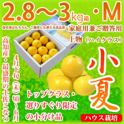 土佐小夏（高知県産）・家庭用兼ご贈答用（上物・ハイクラス）・中箱（約2.8～3kg）・Mサイズ