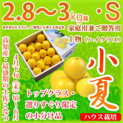 土佐小夏（高知県産）・家庭用兼ご贈答用（上物・ハイクラス）・中箱（約2.8～3kg）・Sサイズ