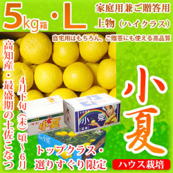 土佐小夏（とさこなつ）・高知県産・家庭用兼ご贈答用（上物・ハイクラス）・大箱（約5kg）・Lサイズ