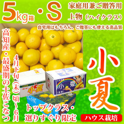 土佐小夏（とさこなつ）・高知県産・家庭用兼ご贈答用（上物・ハイクラス）・大箱（約5kg）・Sサイズ