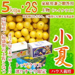 土佐小夏（とさこなつ）・高知県産・家庭用兼ご贈答用（上物・ハイクラス）・大箱（約5kg）・SSサイズ