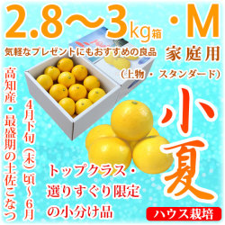 土佐小夏（高知県産）・家庭用（上物・スタンダード）・中箱（約2.8～3kg）・Mサイズ