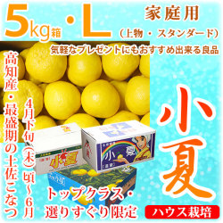 土佐小夏（とさこなつ）・高知県産・家庭用（上物・スタンダード）・大箱（約5kg）・Lサイズ