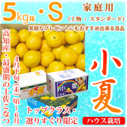 土佐小夏（とさこなつ）・高知県産・家庭用（上物・スタンダード）・大箱（約5kg）・Sサイズ
