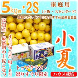 土佐小夏（とさこなつ）・高知県産・家庭用（上物・スタンダード）・大箱（約5kg）・SSサイズ