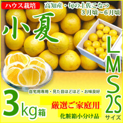 みんなの土佐小夏・厳選ご家庭用・中箱（3kg）・2S、S、M、Lサイズ・高知県産・ハウス栽培の小夏