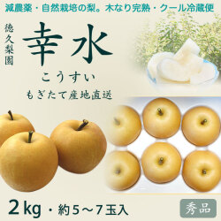 幸水梨（こうすいなし）秀品2kg・5～7玉入り【産地直送】