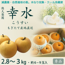 幸水梨（こうすいなし）秀品2.8～3kg・6～9玉入り【産地直送】