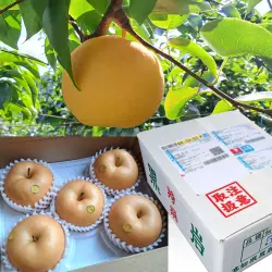 黒岩産・秋月（あきづき）梨（なし）・秀品・2kg（4～6玉）