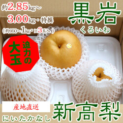 【産地直送】黒岩（くろいわ）産の新高梨（にいたかなし）・高知県佐川町黒岩梨出荷組合・厳選 梨農家直送・秀品・約2.85～3.00kg・3玉入り【送料無料】