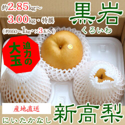 【産地直送】黒岩（くろいわ）産の新高梨（にいたかなし）・高知県佐川町黒岩梨出荷組合・梨農家厳選品・秀品・約2.85～3.00kg・3玉入り